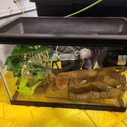 Terrarium  Ten Gallon