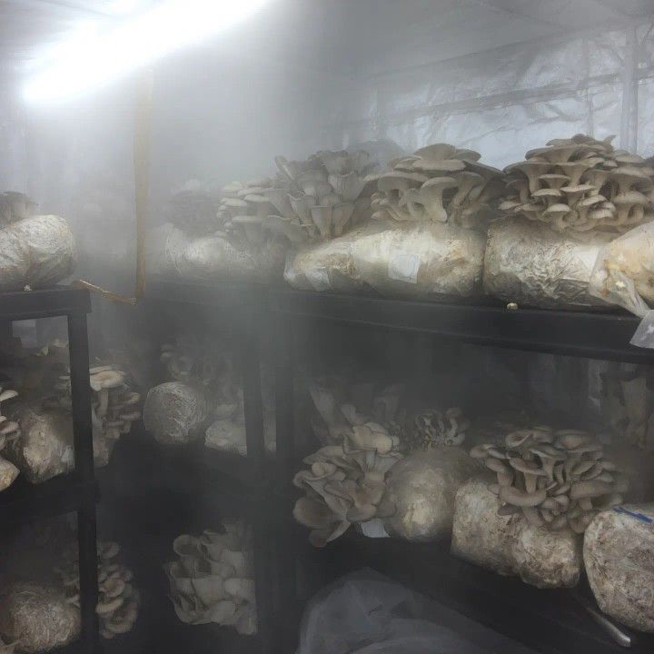 Entrepreneurialship In The Field Of Mycology