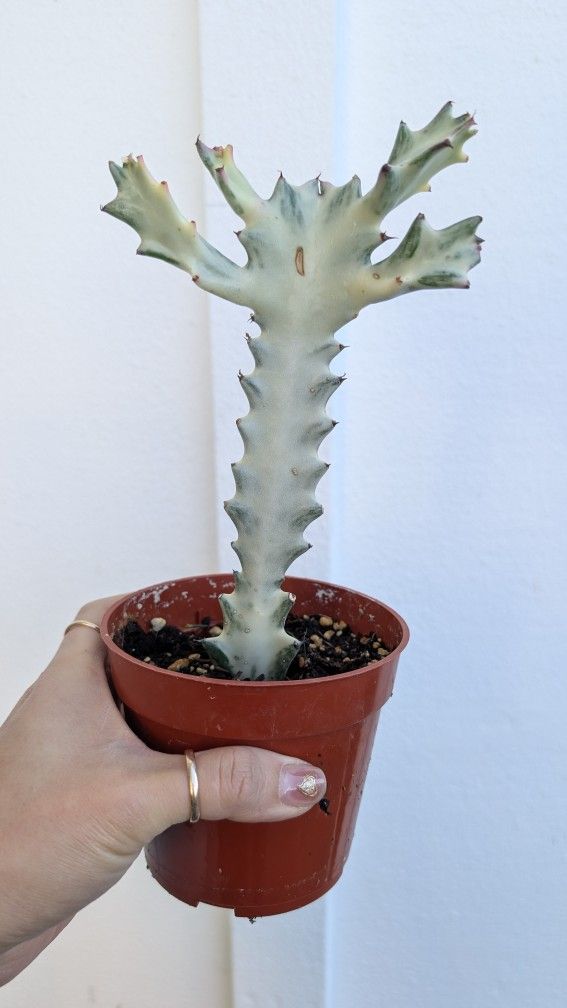 Euphorbia Lactea Variegated White Ghost Plant 4" Pot - Indoor House Plants