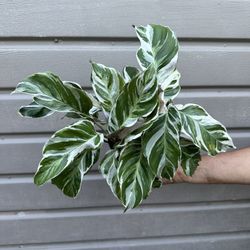 6” Calathea White Fusion