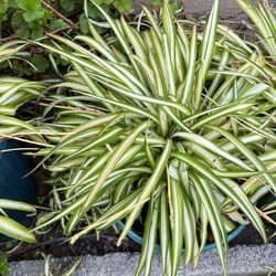 Spider Plants 🪴 In Pot Inside Or Outside Decorative 