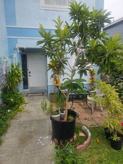 Loquat tree