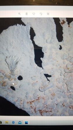 Nice large coral pieces.