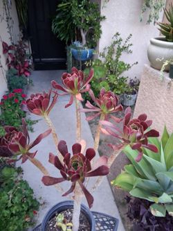 Purple Succulent Plant $12