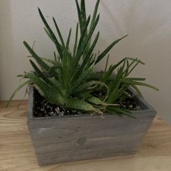 Aloe plant