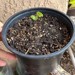 Germinación De Granada