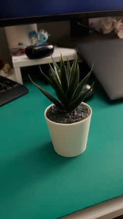 Small decorative plant