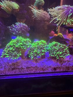 Fake green toxic frammer coral decoration