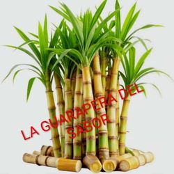 La Guarapera Del Sabor   Jugo De Caña Fresca 