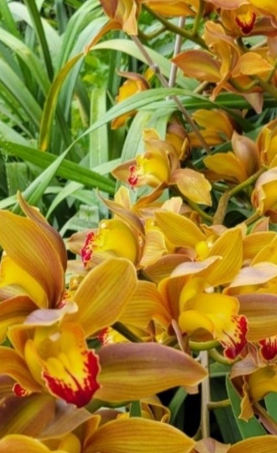 Simply Cymbidium Orchid Plant