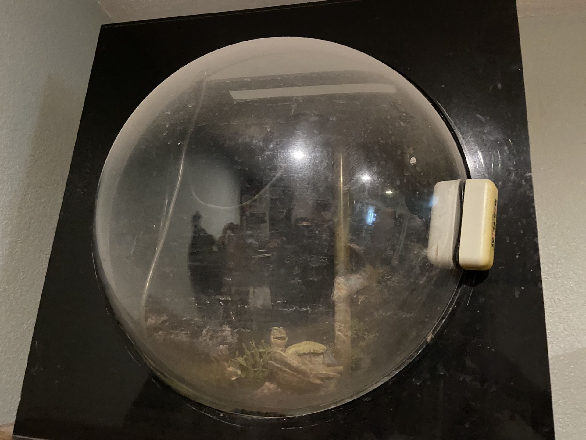Bubble the fish tank