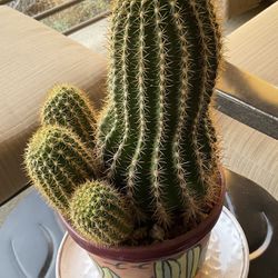 2 Cactus In Pots