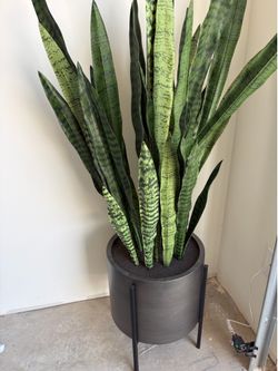 Faux snake plant