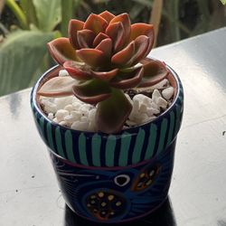Beautiful Potted Red Echeveris In Mexican Pottery