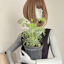 Ruda Plant real 