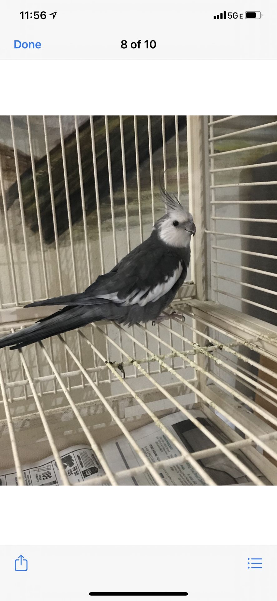 Hand raised cockatiel very friendly with cage an food
