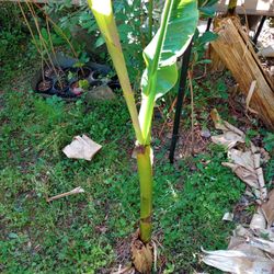 Mature Cold Hardy Banana Plants (read Description Below) Mother Plant Grows Bananas
