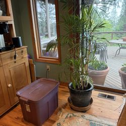 Free To Good Home Live Plants