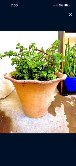 Beautiful elephant, food plant