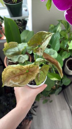 Syngonium mango allusion