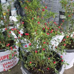 Plantas De Chile Chiltepin