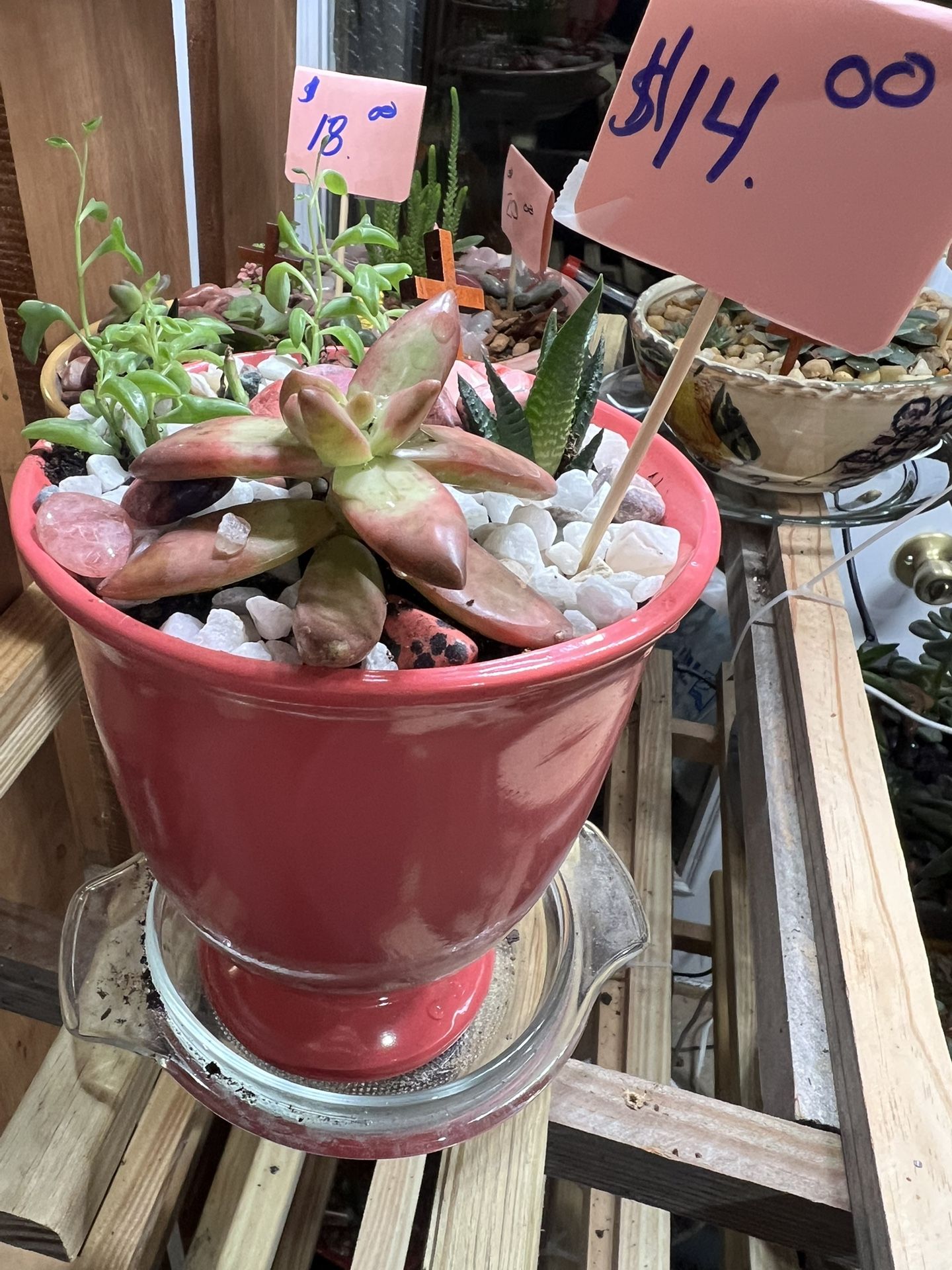 Succulent Bowl