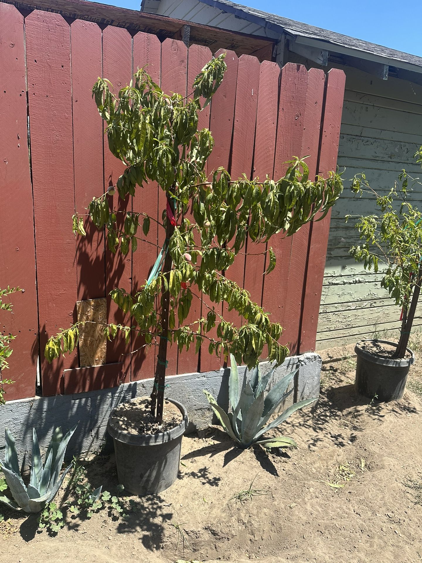 Nectarines Arbol
