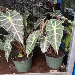 Alocacia Poly Amazonica In 6” Pot. SPECIAL PRICE 🤩