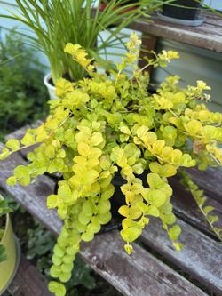 creeping Jenny Perennial Plants