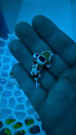3D Printed Mini Koi Fish