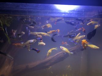 Fish