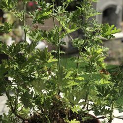 $8 Citronella Plant 