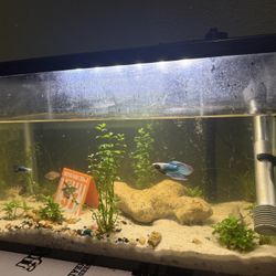 10 Gallon fish tank