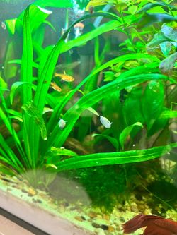 Freshwater Snails decor
