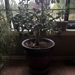 Jade Plant