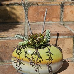 **GORGEOUS**  POTTED Plant of SUCCULENTS