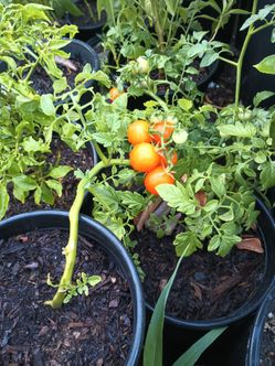 One gallon Cherry tomatoes plants