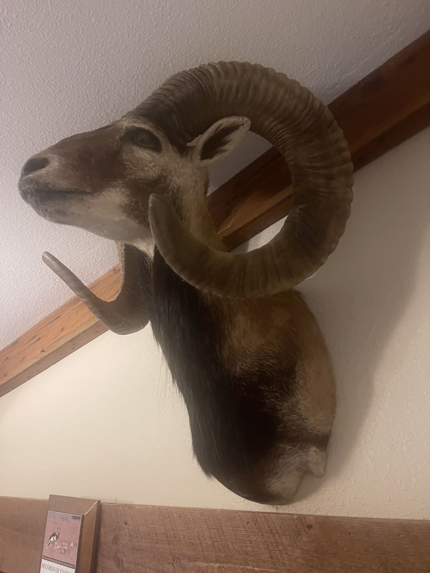 Mouflon Sheep