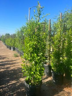 Ficus Nitida Privacy 15gallon