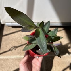 Tradescantia Purple Heart