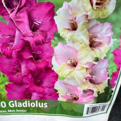 Gladiola 2 Colores