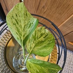 Marble Queen Potho (WP)