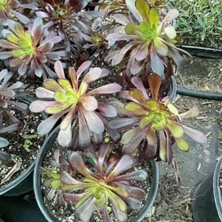 aeonium arboreum zwartkop