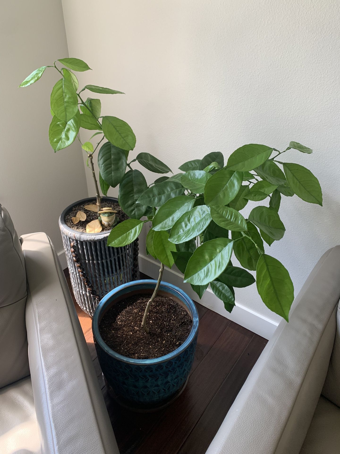 Healthy Live Lemon Tree In Ceramic Pot