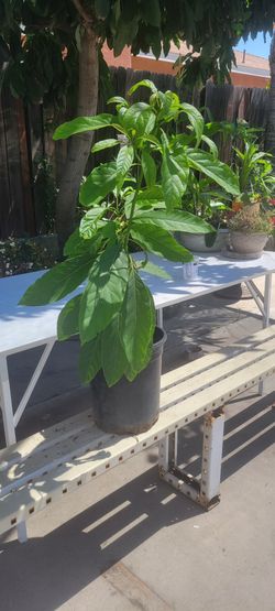 Avocado