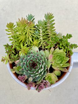 Outdoor Succulent Mug. Sammamish, Beaver Lake 