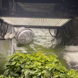 Grow Light