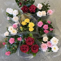 Beautiful Roses Perfect Gift For Valentine’s 