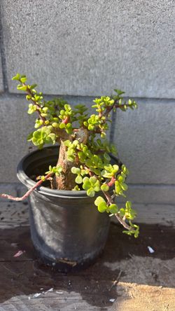 Planta bonita
