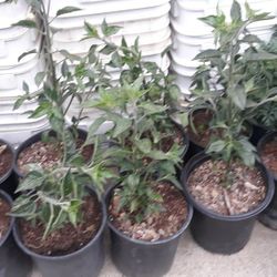 For Sale Chile Black cobra
